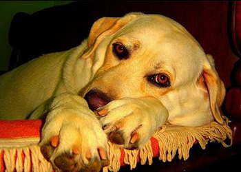 La gastrite nel cane: sintomi e cure possibili