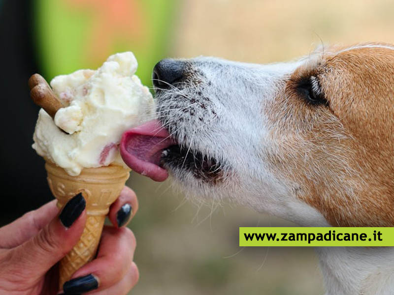 Il gelato per i cani da comprare o da fare in casa