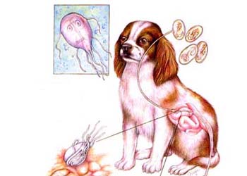 La Giardia nel cane: una malattia parassitaria dell'intestino dei cani