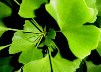 Ginkgo Biloba come cura per i cani