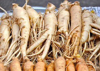 Cure omeopatiche: il Ginseng per aumentare l'efficienza fisica del cane