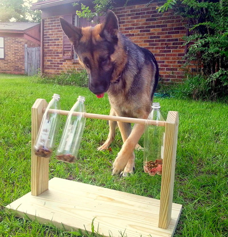 gioco della bottiglia con il cane