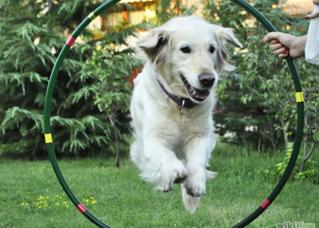 Un gioco da fare con il cane: l'hula hop