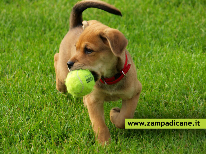 Giocare con il cane: il gioco della pallina
