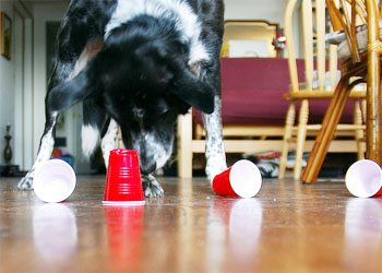 Attivit mentale del cane: semplici giochi da fare in casa con il proprio cane