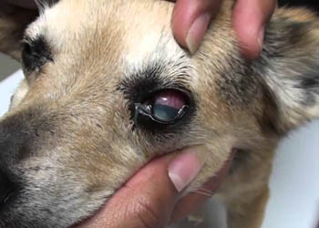 Il glaucoma nel cane, una patologia che può portare alla cecità