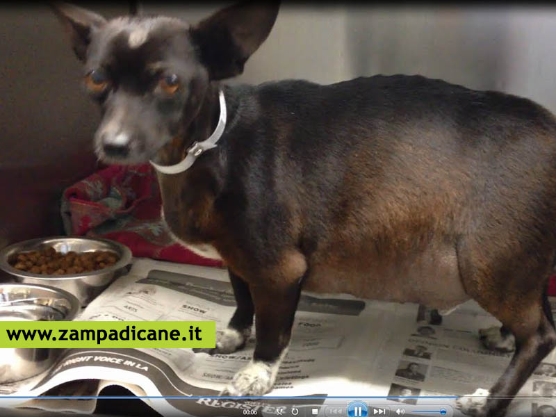 Ascite addominale del cane: un gonfiore dell'addome, come curare questa malattia