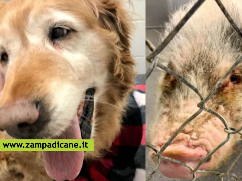 Un cane ed un maiale: prima abbandonati e poi adottati insieme