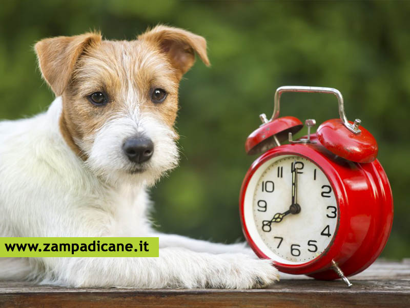 L'ora legale incide sul cane?