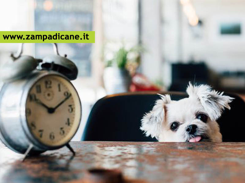 Il cane ha il senso del tempo?