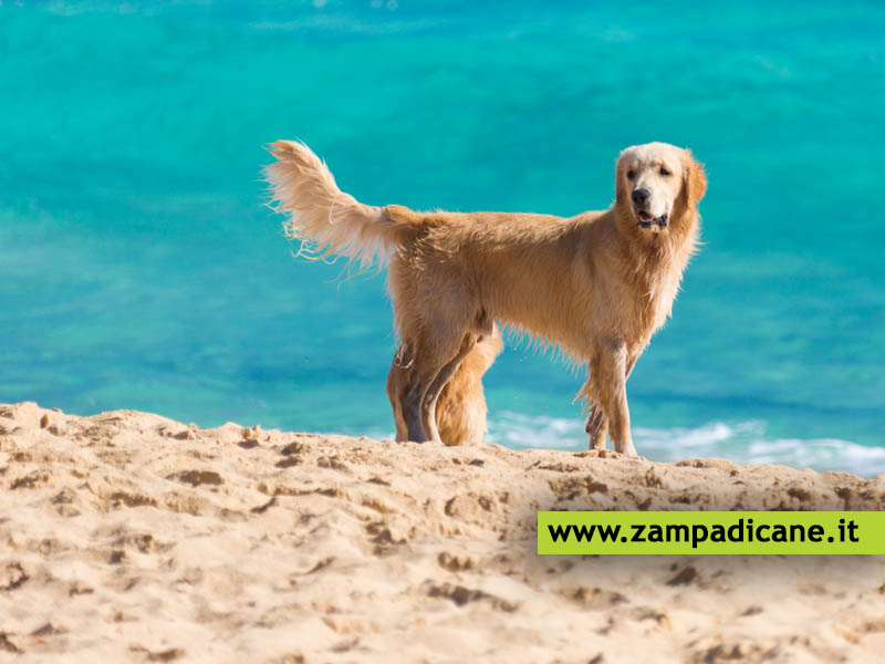 I comuni non possono vietare l'ingresso dei cani nelle spiagge libere. Lo dice il TAR