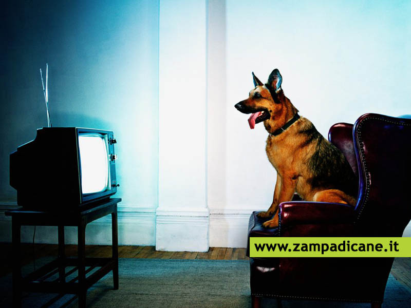 I cani possono guardare la televisione?