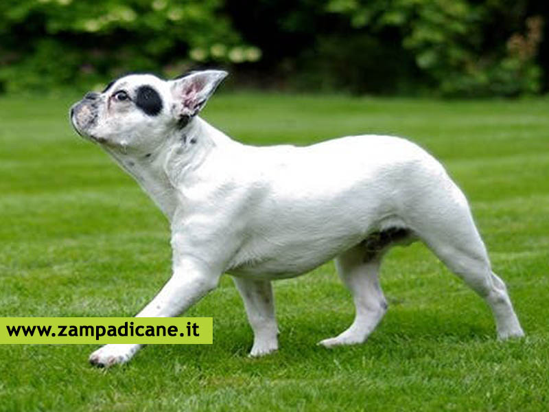 Quali sono i comandi principali da dare al cane