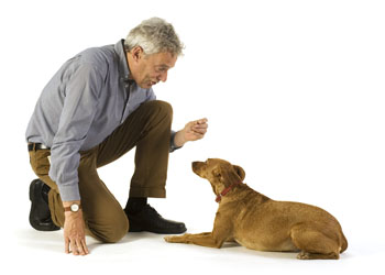 Allenamento con il cane, esercizi utili per l'addestramento del cane