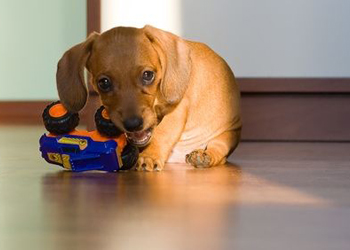 Il cucciolo di cane deve giocare