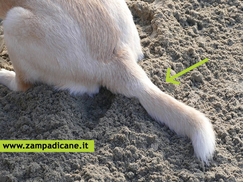 Frattura o lesioni alla coda del cane, sintomi e cure