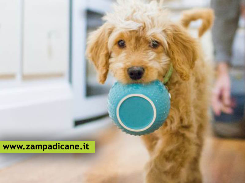 Perch il tuo cane  sempre affamato?