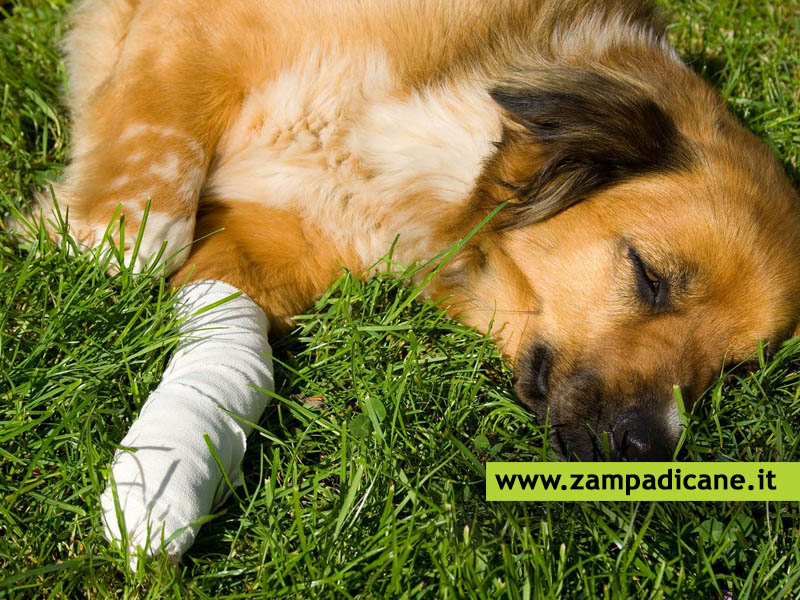 Trauma nel cane: le contusioni e le ferite dei cani