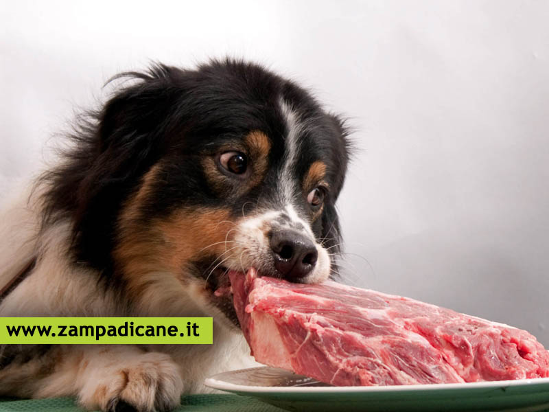Il cane può mangiare a carne avariata?