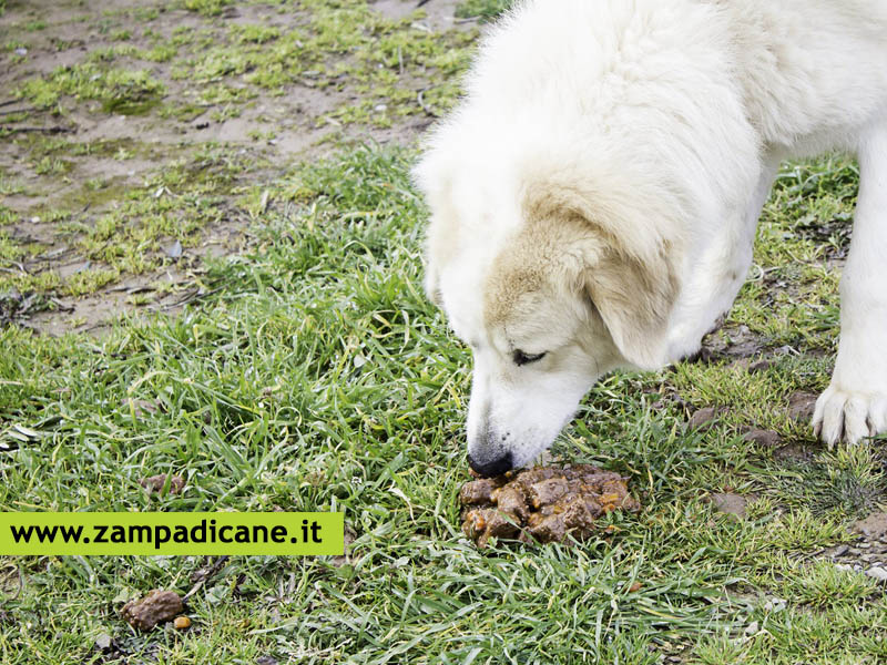 La coprofagia nel cane  un comportamento che si pu interrompere