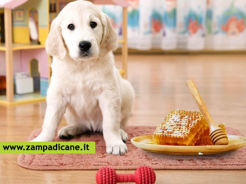 Si pu dare il miele al cane?