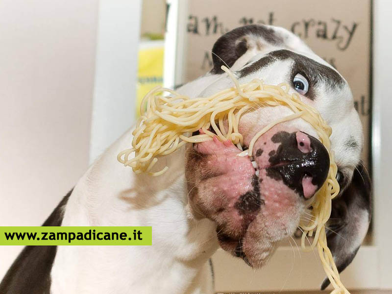 Il cane pu mangiare la pasta, il pane e il riso? 