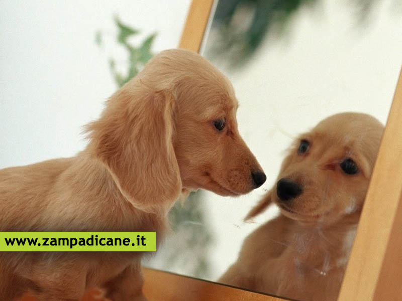 Il cane si riconosce allo specchio?