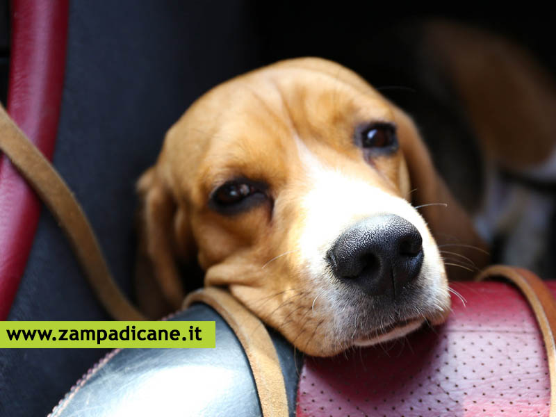 Viaggiare con il cane in auto, se soffre il mal d'auto?