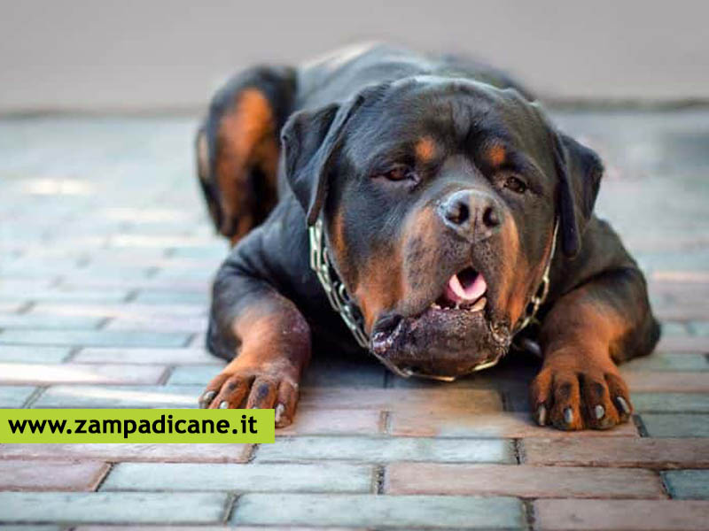 Il cane vomita schiuma bianca, che significa?