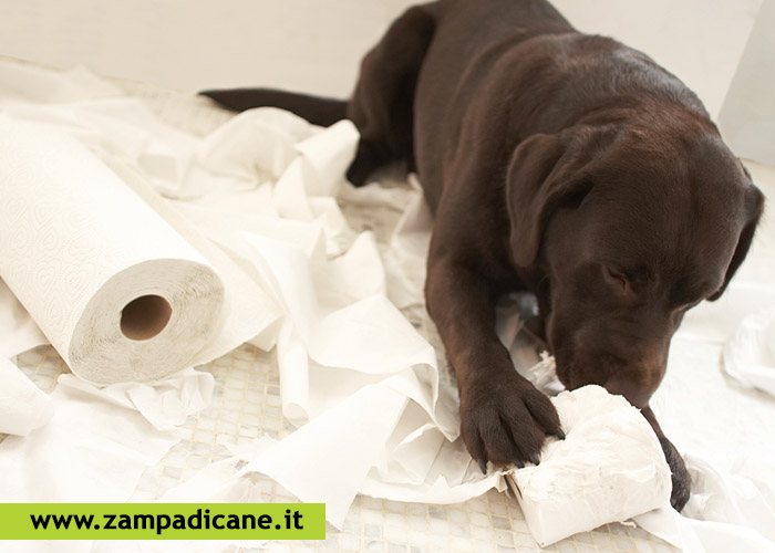 Educare un cucciolo di cane: alcuni suggerimenti