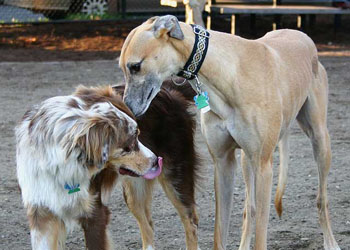 Comunicare con il cane: il tatto