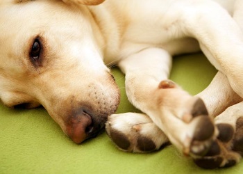 Farmaci immunosoppressori per i cani: quando vengono utilizzati