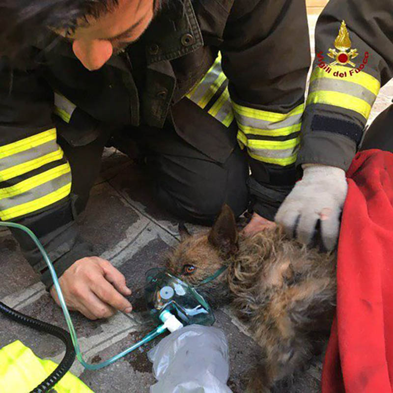cane salvato da un incendio