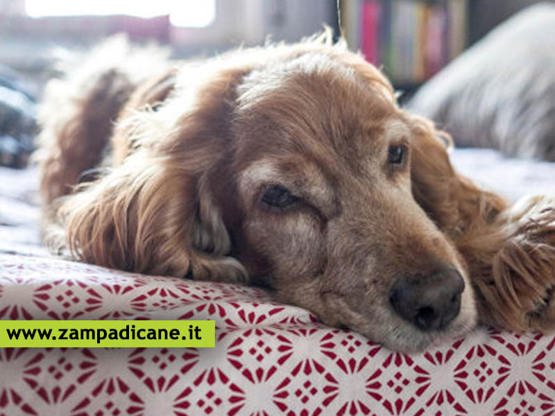 L'insufficienza cardiaca nel cane, quali sono i sintomi e le cure