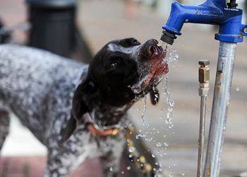 Insufficienza renale cronica nel cane