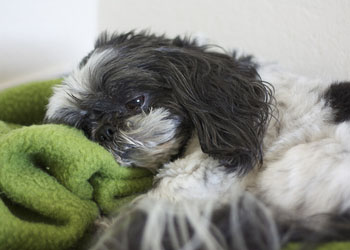 L'Ipercalcemia nei cani: sintomi e cure della malattia
