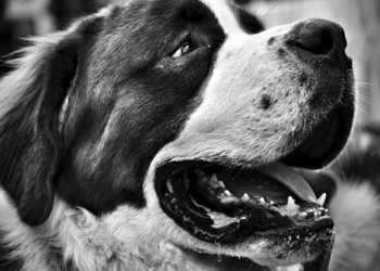 L'ipersalivazione nel cane: il ptialismo nei cani è frequente