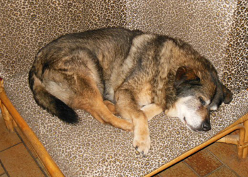 L'ipossia nel cane, quando viene a mancare ossigeno nell'organismo