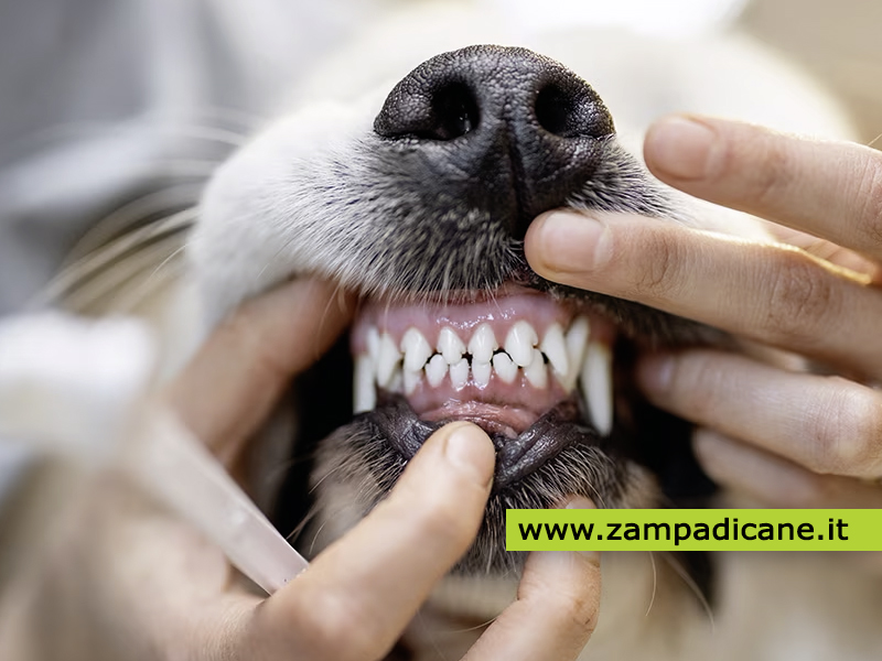 Igiene orale del cane: come e perch lavare i denti ai cani