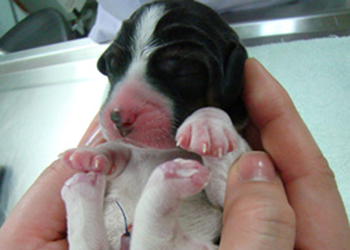 Prevenire le fobie del cucciolo di cane