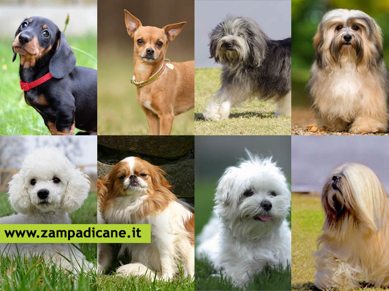 Quali sono le razze di cani di taglia piccola perfette per vivere in appartamento