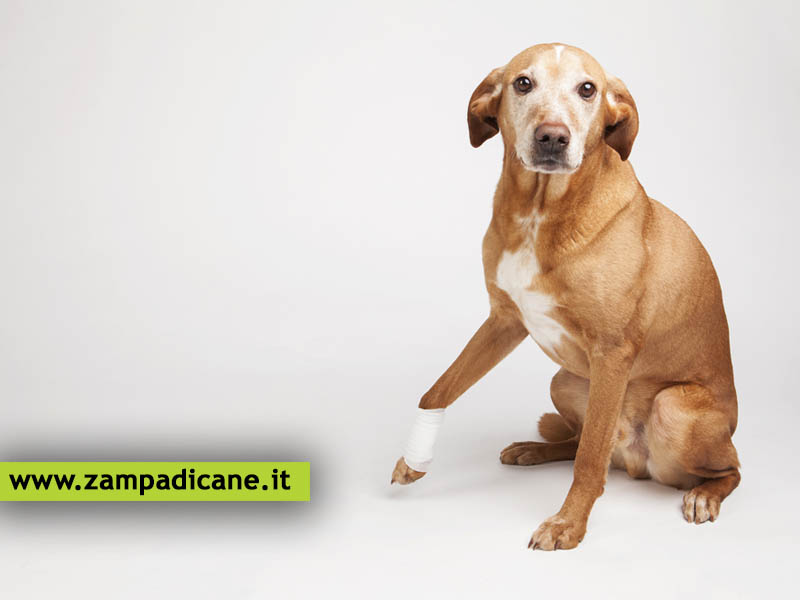 La infiammazioni articolari nel cane: farmaci e cure omeopatiche