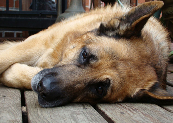 Le lesioni muscolari del cane, quando si verificano e come curarle