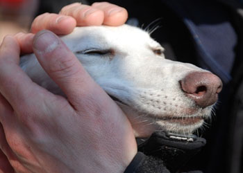 Adotta un levriero: cani uccisi dopo le corse