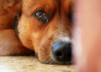 La comunicazione del cane: come funziona il linguaggio canino