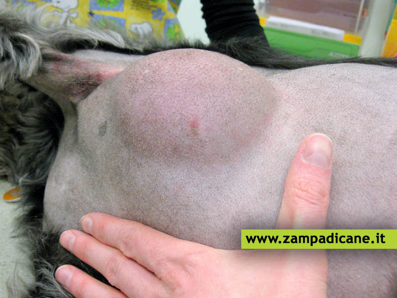 Lipoma nel cane: un tumore benigno