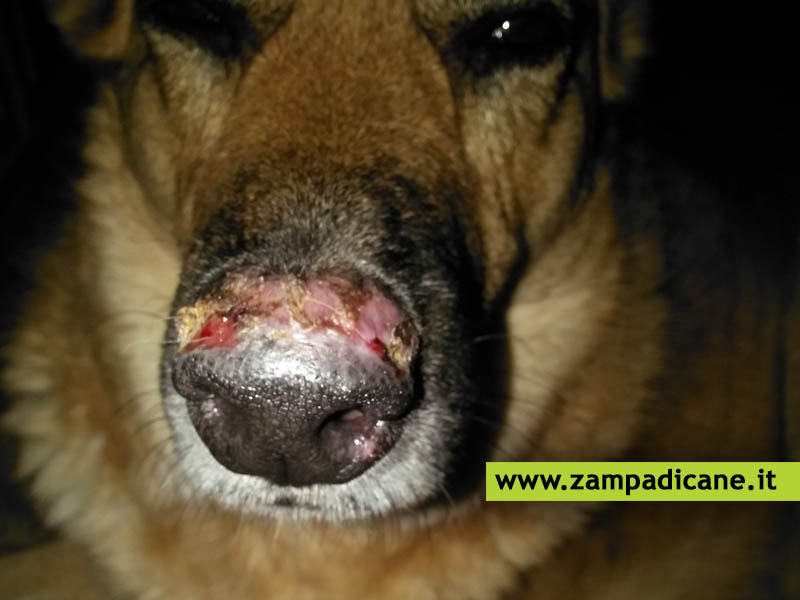 Il Lupus Discoide nel cane, una malattia quasi sempre benigna