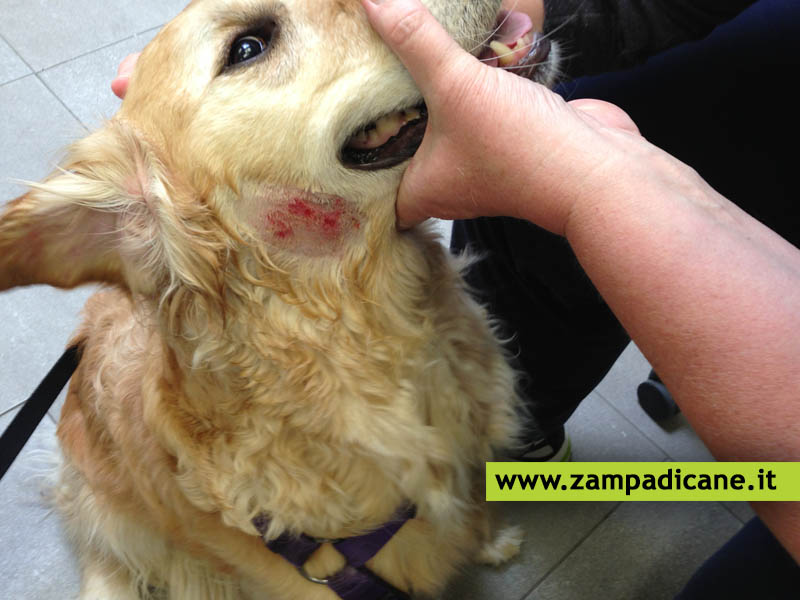 Il cane ha delle macchie rosse sulla pelle, cosa sono e come si curano?