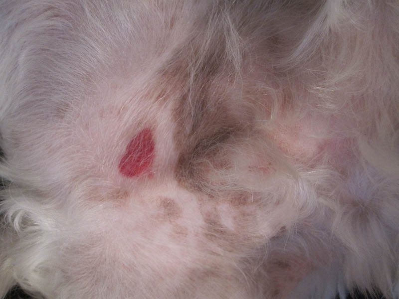 una macchia rossa sulla pelle del cane