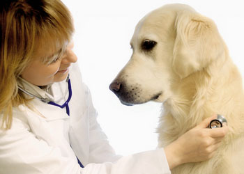 Malattia cardiocircolatoria del cane: tipologie di malattie e sintomi